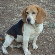 Photo de Beagle