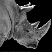 Photo de Rhinocros