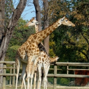 Photo de Girafe