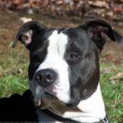 Photo d'American staffordshire terrier