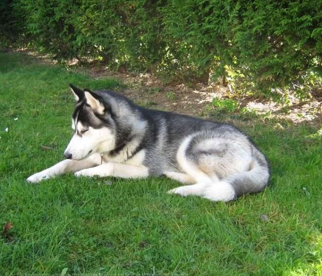 Photo de Husky siberien