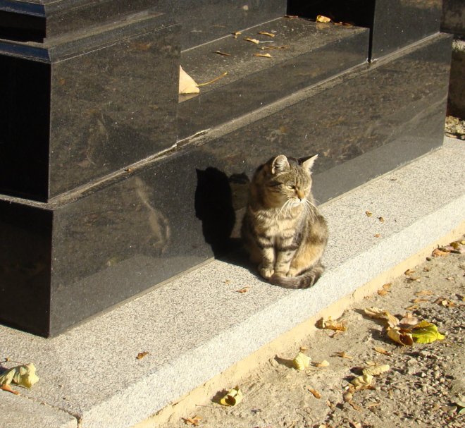 Photo de Chat domestique