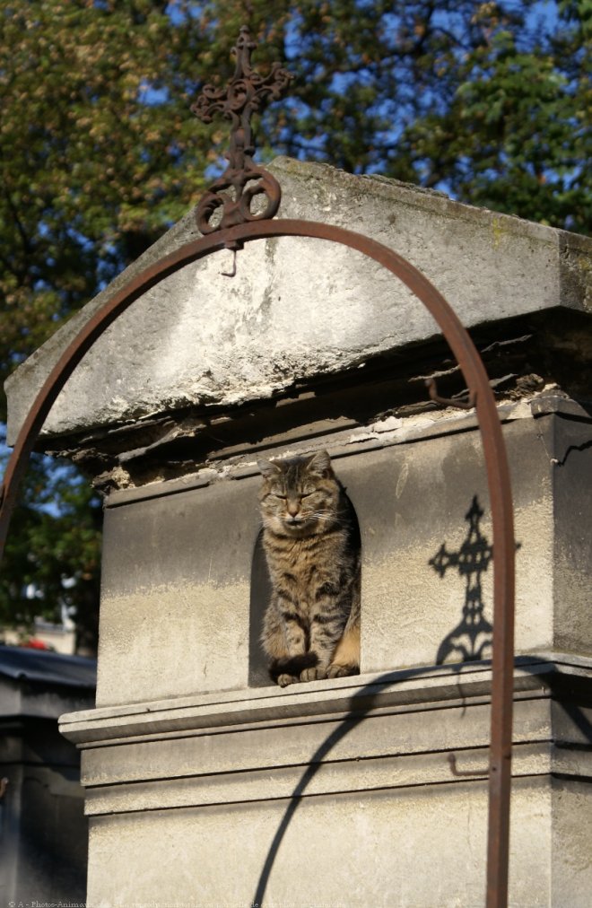 Photo de Chat domestique