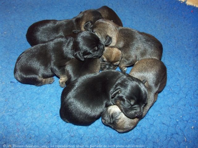 Photo de Border terrier