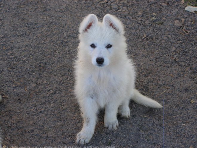 Photo de Berger blanc suisse