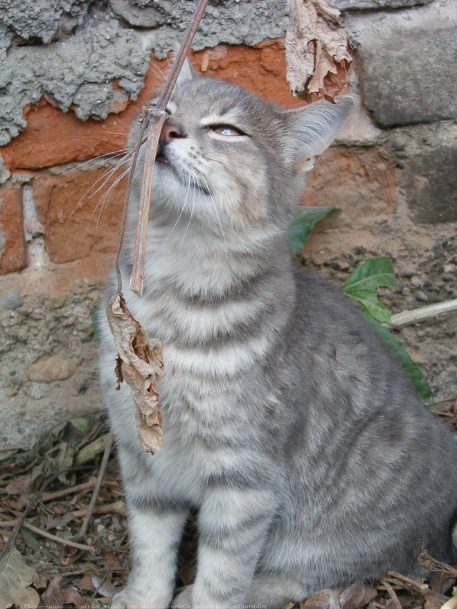 Photo de Chat domestique