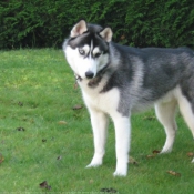 Photo de Husky siberien