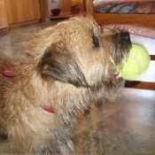 Photo de Border terrier