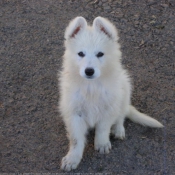 Photo de Berger blanc suisse