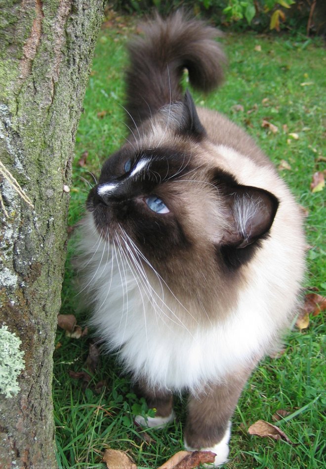 Photo de Ragdoll