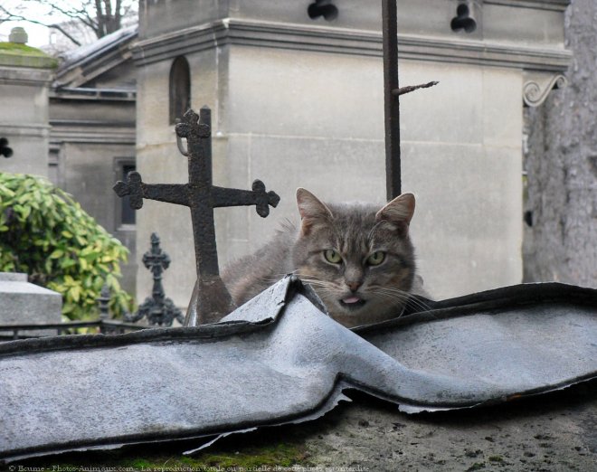 Photo de Chat domestique