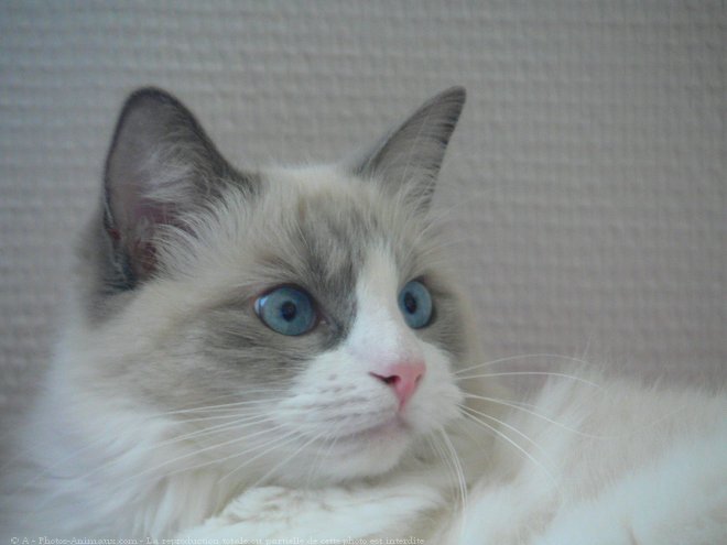 Photo de Ragdoll