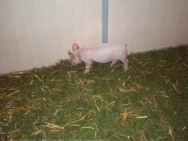 Photo de Cochon