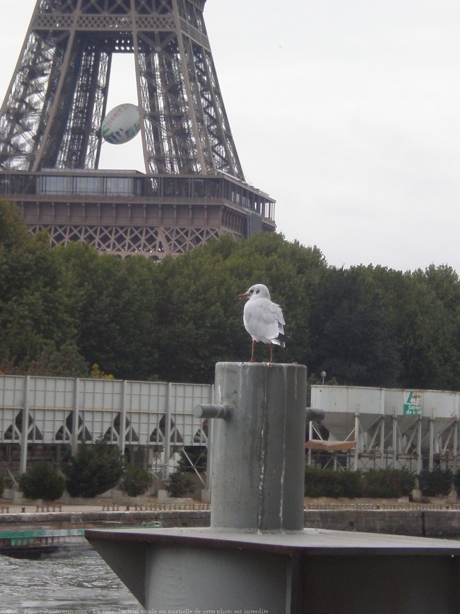 Photo de Mouette