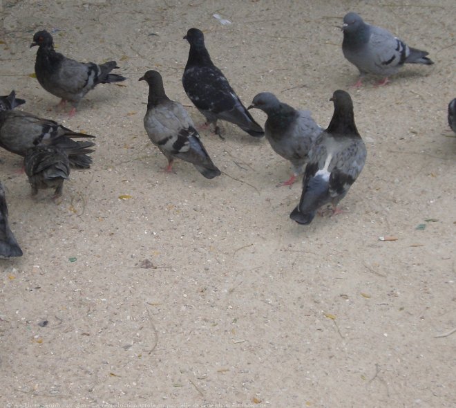 Photo de Pigeon