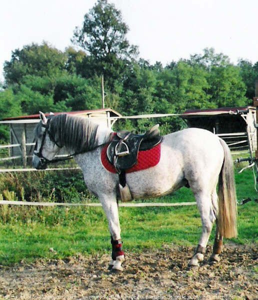 Photo de Camargue