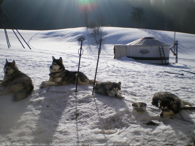 Photo de Malamute de l'alaska