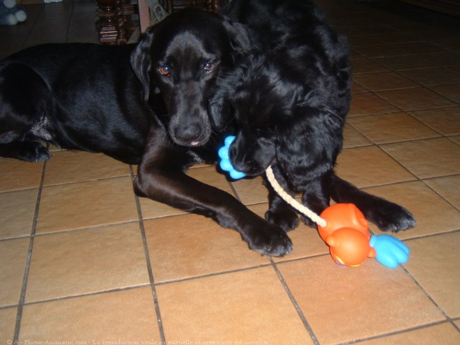 Photo de Labrador retriever