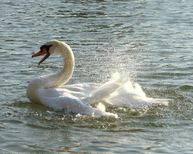 Photo de Cygne