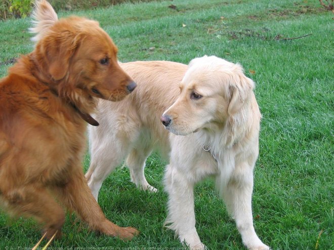 Photo de Golden retriever