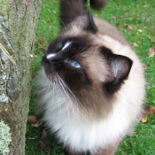 Photo de Ragdoll