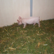 Photo de Cochon