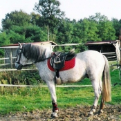 Photo de Camargue