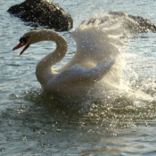 Photo de Cygne