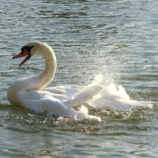 Photo de Cygne