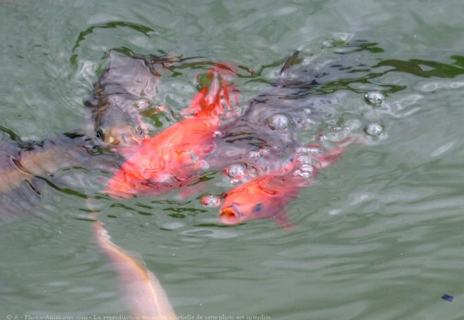 Photo de Poissons rouges