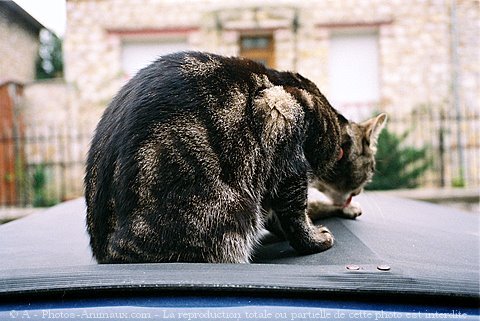 Photo de Chat domestique