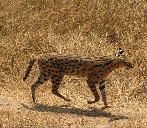 Photo de Serval