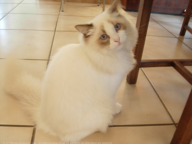 Photo de Ragdoll