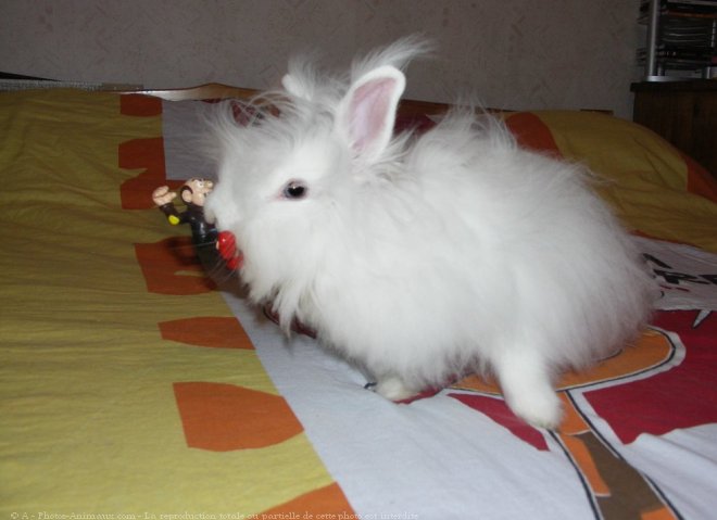 Photo de Lapin