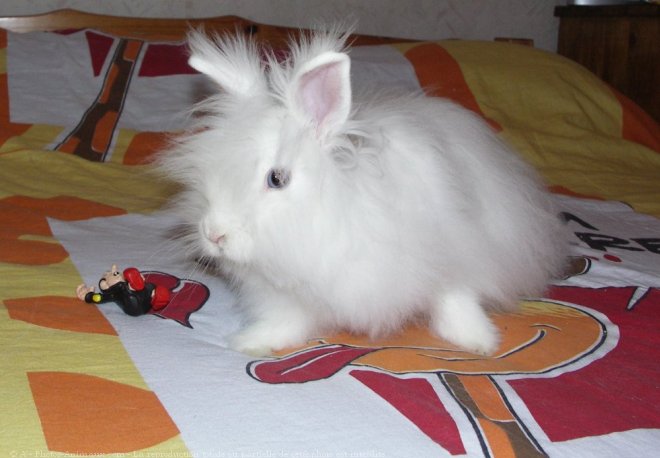 Photo de Lapin