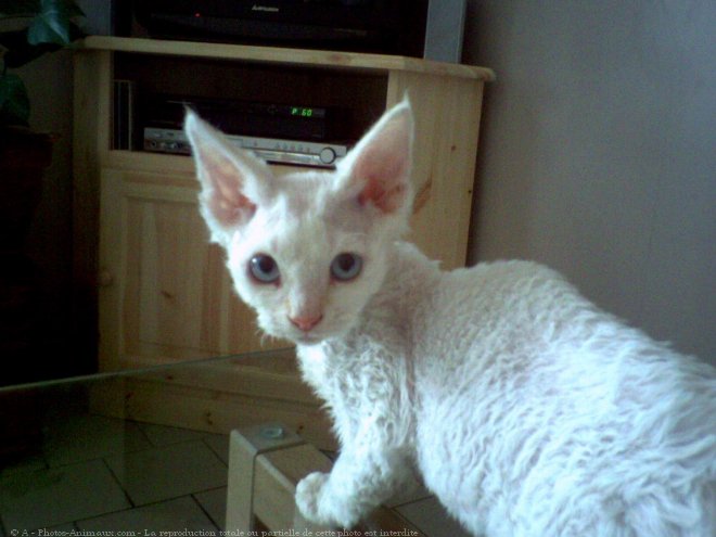 Photo de Devon rex