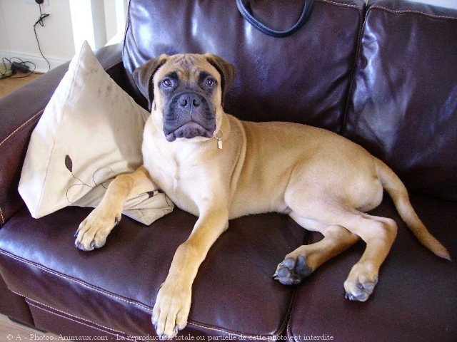 Photo de Bullmastiff