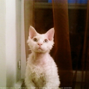 Photo de Devon rex