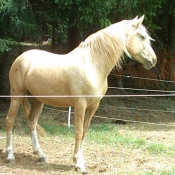 Photo de Palomino