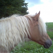 Photo de Haflinger