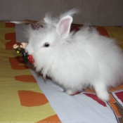 Photo de Lapin