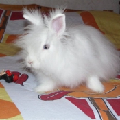 Photo de Lapin