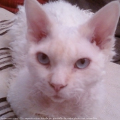 Photo de Devon rex