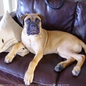 Photo de Bullmastiff