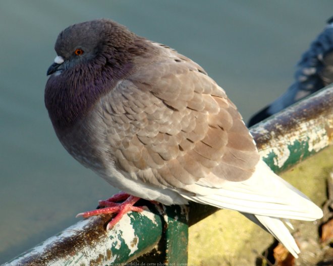 Photo de Pigeon