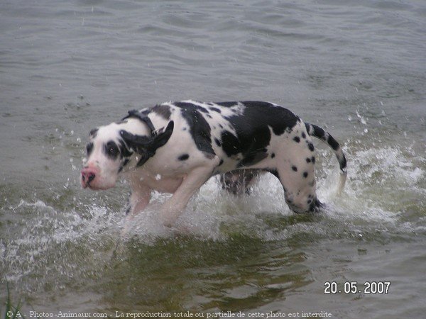 Photo de Dogue allemand