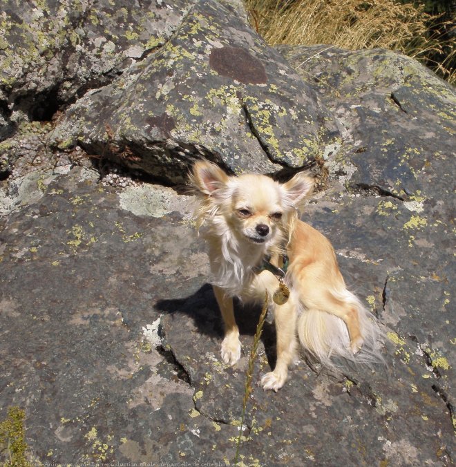 Photo de Chihuahua  poil long