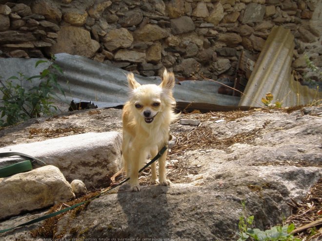 Photo de Chihuahua  poil long