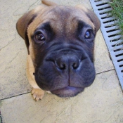 Photo de Bullmastiff