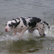 Photo de Dogue allemand